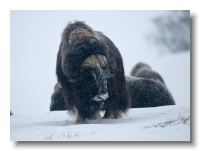 Musk Ox_ANL_7001